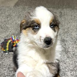 Hoss - Blue merle male Australian Shepherd puppy in Vail, Iowa from Homegrown Huskies