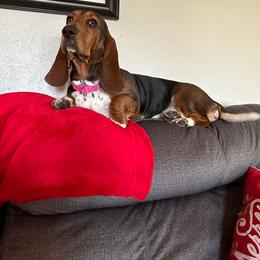 Basset Hound and Collie Puppies from Collegiate Bassets and Rheign Collies