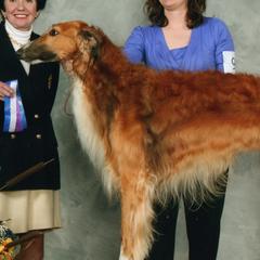 Borzois from Teine Borzoi