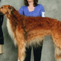 Borzois from Teine Borzoi