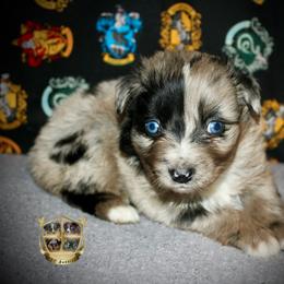 Cheyenne - Blue merle female Miniature Australian Shepherd puppy in El Dorado Springs, Missouri from HP Aussie Kennels