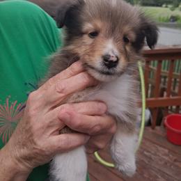 Boy 3 - male Shetland Sheepdog puppy in Gilbertsville, Pennsylvania from Canidae Shelties