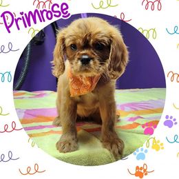 Primrose - Ruby - Ruby Cavalier King Charles Spaniel puppy in Culpeper, Virginia from Heritage Hill Cavaliers