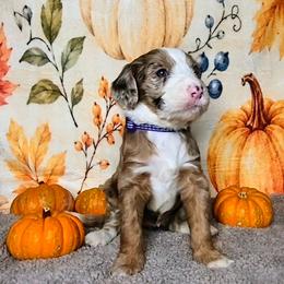 Autumn - Merle female Sheepadoodle puppy in Austin, Texas from Darling Doodles