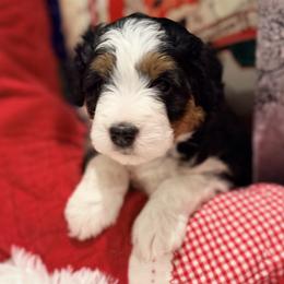 Mr. Grey - Black phantom male Aussiedoodle puppy in Georgetown, Texas from Mc Doodles of Texas LLC