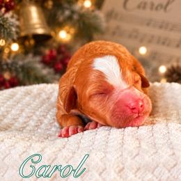 Carol - Red  female Goldendoodle puppy in Urbana, Illinois from ZaraDoodles