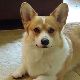 Pembroke Welsh Corgis from Diana Zipperer