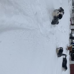 Bernese Mountain Dogs from Diaz Farm