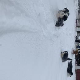 Bernese Mountain Dogs from Diaz Farm