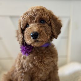 Goldendoodle and Sheepadoodle Puppies from McClelland Doodles