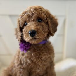 Goldendoodle and Sheepadoodle Puppies from McClelland Doodles