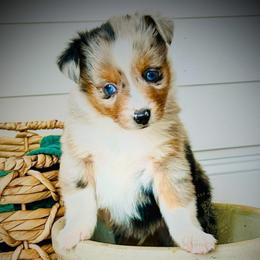 Blue Bell - Blue merle male Miniature Australian Shepherd puppy in Liberty Hill, Texas from Stone & Sage ATX Toy & Mini Aussies