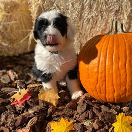 Goldendoodle and Sheepadoodle Puppies from Sunflower Family Farms