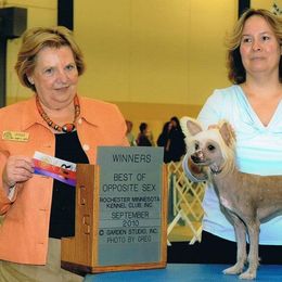 Chinese Crested Puppies from Breezy Meadows