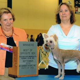 Chinese Crested Puppies from Breezy Meadows