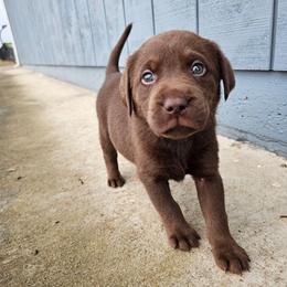 Pink Girl - Chocolate female Labrador Retriever puppy in Elk Grove, California from Labrador Trails