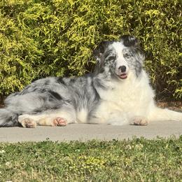 Shayla - Blue merle female Border Collie puppy in Dunn, North Carolina from Coylety Kennel