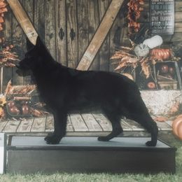 Magic - German Shepherd