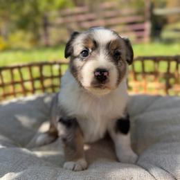 BMF2 - purple - Blue merle female Miniature Australian Shepherd puppy in Stuart, Virginia from Apple Tree Mini Aussies