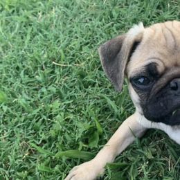 Pugs from Grumble Cafe