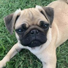 Pugs from Grumble Cafe