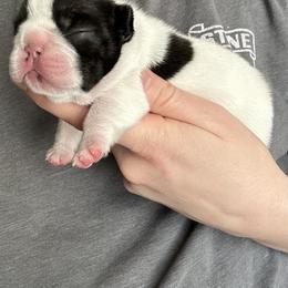 Skye - White and brindle female French Bulldog puppy in Ashland, Ohio from HazyDayFrenchies
