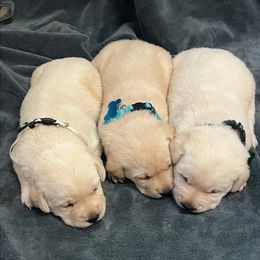 Yellow Male Dark Green Collar - Yellow male Labrador Retriever puppy in Beaverdam, Virginia from Gold Heart Labradors