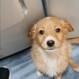 Light golden - Golden male Double Doodle puppy in Pleasant Hill, Iowa from Courtney Nicole's Mal Shihs & Goldendoodles