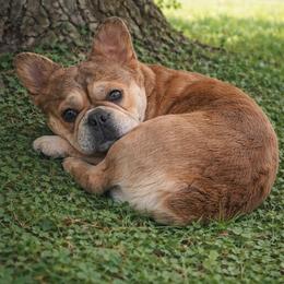 Kai - French Bulldog