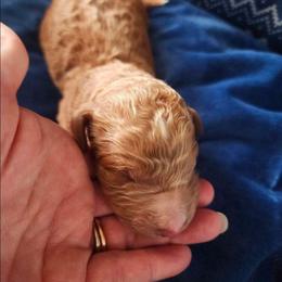 Topaz - Red  female Goldendoodle puppy in Freedom, New York from Samantha's Goldendoodles