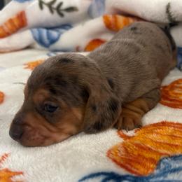 Crumpet - Dapple male Dachshund puppy in Humphreys, Missouri from Foster’s Dachshunds
