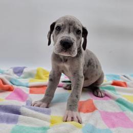 Riggs - Merle male Great Dane puppy in Kannapolis, North Carolina from Carolina Great Danes & Toy Poodles