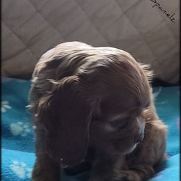 "Litter 2" Cocker Spaniel Puppies from -PrincetonzSpanielz-