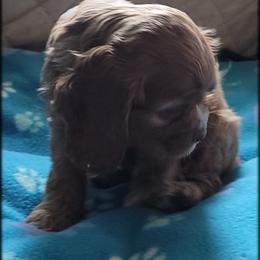 "Litter 2" Cocker Spaniel Puppies from -PrincetonzSpanielz-