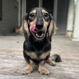 Remy GUARDIAN HOME ONLY GATESVILLE, TX - Sable male Dachshund puppy in Gatesville, Texas from Emily’s Doxie Domain