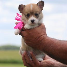 Sable girl 1 - Sable female Pembroke Welsh Corgi puppy in Ville Platte, Louisiana from Flat town corgis