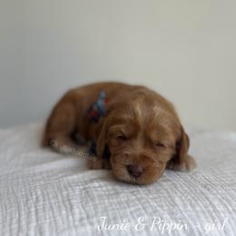 Harbor - Caramel female Australian Labradoodle puppy in Belding, Michigan from Rutu Australian Labradoodles