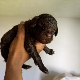 Black - Black male Poodle puppy in Atlanta, Georgia from Syren House Doodles & Poodles