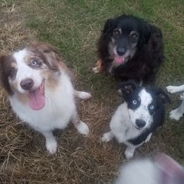Australian Shepherd All Grown Up from Bama Mountain