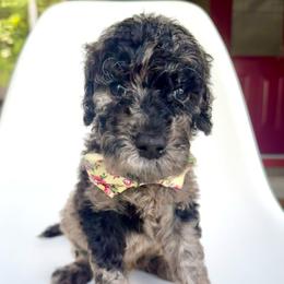 Kamikazi - Merle male Goldendoodle puppy in Mount Pleasant, Tennessee from Doodle My Heart