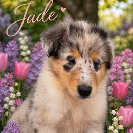 Jade - Blue merle white and tan female Collie puppy in Carencro, Louisiana from Cajun Bayou's Collies LLC