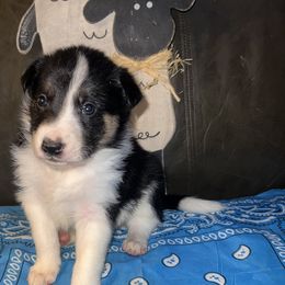 Midnight Flyer - Coal - Tri-color male Border Collie puppy in Liverpool, Pennsylvania from Breezy Acres Stock & Sporting Dogs