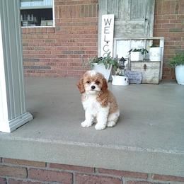 Wheeler - male Cavapoochon puppy in Fredericksburg, Ohio from Timshell Farm: Specialty Crossbreed Puppies