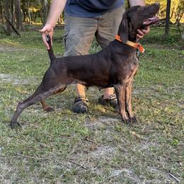 Summer - German Shorthaired Pointer
