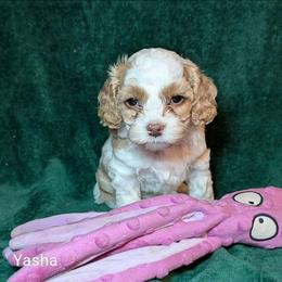 Yasha - Red and white female Cockapoo puppy in Sunset, Louisiana from Cano Cockapoos