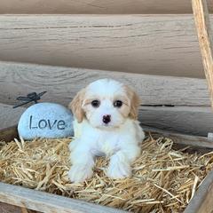 Cavachon and Cavalier King Charles Spaniel Puppies from LierChonPoo