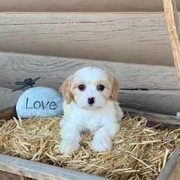 Cavachon and Cavalier King Charles Spaniel Puppies from LierChonPoo
