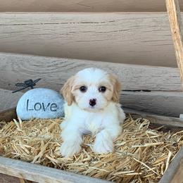 Cavachon and Cavalier King Charles Spaniel Puppies from LierChonPoo