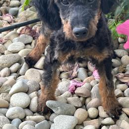 Romeo - Tri-color male Bernedoodle puppy in Caldwell, Idaho from Treasure Valley Poodles