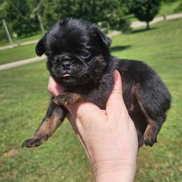 Boy 1 - Black and tan male Brussels Griffon puppy in Huntsville, Alabama from Tammy's Brussels